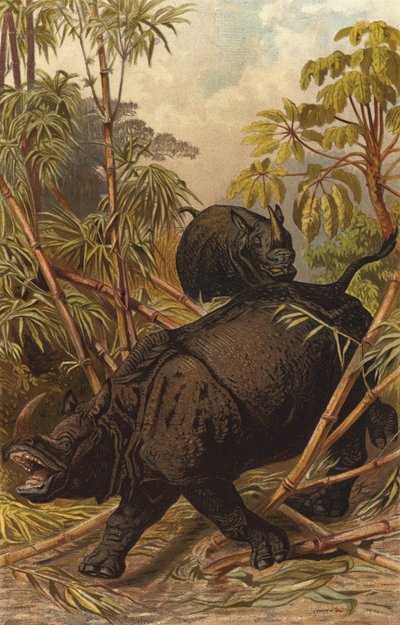 Rhinoceros by European School
